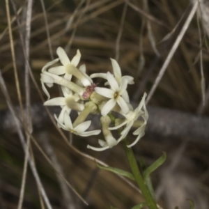 Stackhousia monogyna at Chakola, NSW - 15 Oct 2023