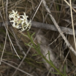 Stackhousia monogyna at Chakola, NSW - 15 Oct 2023