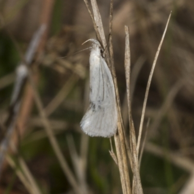 Zacorus carus (Wingia group moth) at Chakola, NSW - 14 Oct 2023 by AlisonMilton