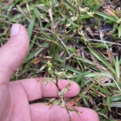 Arthrochilus prolixus (Wispy Elbow Orchid) at Brunswick Heads, NSW - 25 Dec 2022 by CathGC