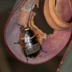 Ellipsidion australe (Austral Ellipsidion cockroach) at Chakola, NSW - 14 Oct 2023 by AlisonMilton