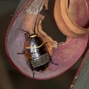 Ellipsidion australe at Chakola, NSW - 15 Oct 2023