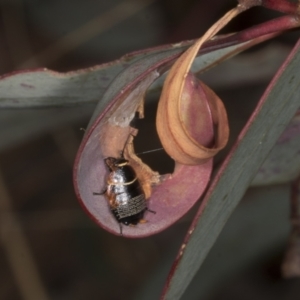 Ellipsidion australe at Chakola, NSW - 15 Oct 2023