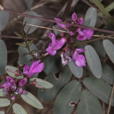 Indigofera australis subsp. australis (Australian Indigo) at Chakola, NSW - 14 Oct 2023 by AlisonMilton