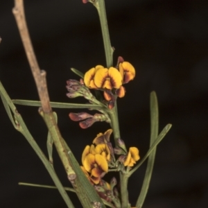 Daviesia leptophylla at Chakola, NSW - 15 Oct 2023 09:33 AM