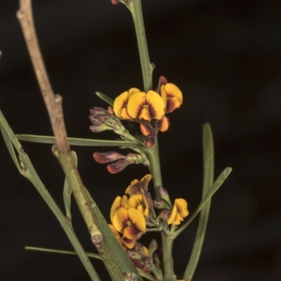 Daviesia leptophylla (Slender Bitter Pea) at Chakola, NSW - 15 Oct 2023 by AlisonMilton