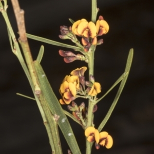 Daviesia leptophylla at Chakola, NSW - 15 Oct 2023 09:33 AM