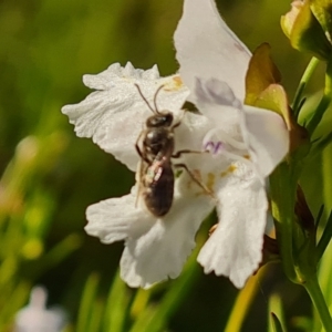 Lasioglossum (Chilalictus) lanarium at Jerrabomberra, ACT - 18 Oct 2023