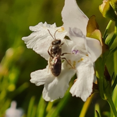 Lasioglossum (Chilalictus) lanarium (Halictid bee) at Jerrabomberra, ACT - 18 Oct 2023 by Mike