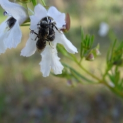 Lasioglossum (Chilalictus) lanarium at Jerrabomberra, ACT - 18 Oct 2023