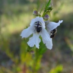 Lasioglossum (Chilalictus) lanarium at Jerrabomberra, ACT - 18 Oct 2023 05:59 PM