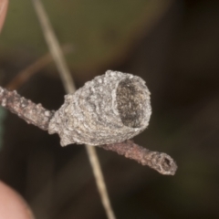 Doratifera oxleyi (Painted Cup Moth) at Chakola, NSW - 14 Oct 2023 by AlisonMilton