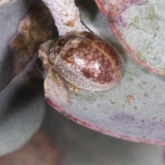 Paropsisterna m-fuscum at Chakola, NSW - 15 Oct 2023 10:15 AM