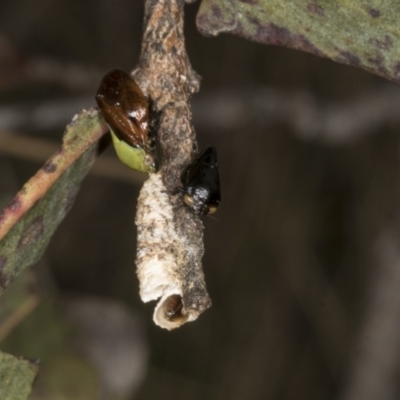 Chaetophyes compacta (Tube spittlebug) at Chakola, NSW - 14 Oct 2023 by AlisonMilton