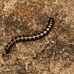 Paradoxosomatidae sp. (family) (Millipede) at Chakola, NSW - 15 Oct 2023 by AlisonMilton