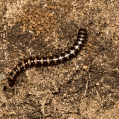 Paradoxosomatidae sp. (family) (Millipede) at Chakola, NSW - 15 Oct 2023 by AlisonMilton