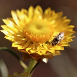 Lasioglossum (Chilalictus) lanarium at Hughes, ACT - 18 Oct 2023 06:23 PM