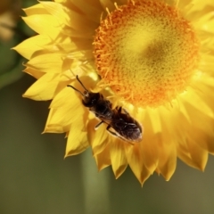 Lasioglossum (Chilalictus) lanarium at Hughes, ACT - 18 Oct 2023 06:23 PM