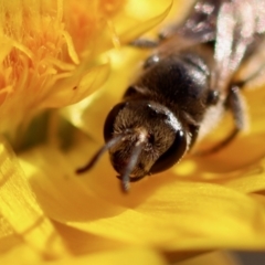 Lasioglossum (Chilalictus) lanarium at Hughes, ACT - 18 Oct 2023 06:23 PM