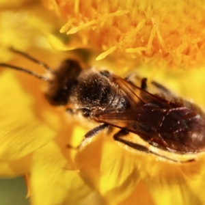 Lasioglossum (Chilalictus) lanarium at Hughes, ACT - 18 Oct 2023 06:23 PM