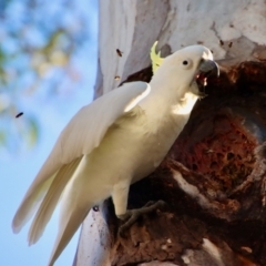 Cacatua galerita (Sulphur-crested Cockatoo) at Hughes, ACT - 18 Oct 2023 by LisaH