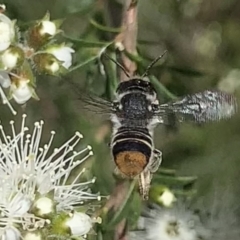 Megachile (Hackeriapis) oblonga (A Megachild bee) at Mount Annan, NSW - 10 Oct 2023 by JudeWright