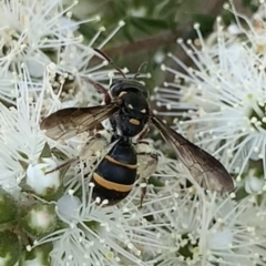 Lasioglossum (Australictus) peraustrale at Mount Annan, NSW - 10 Oct 2023 by JudeWright