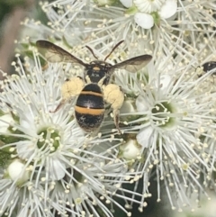 Lasioglossum (Australictus) peraustrale (Halictid bee) at Mount Annan, NSW - 11 Oct 2023 by JudeWright