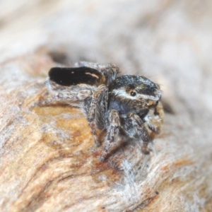 Maratus proszynskii at Rendezvous Creek, ACT - 18 Oct 2023