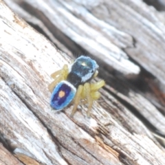 Maratus hesperus ("Venus" Peacock Spider) at Yaouk, NSW - 18 Oct 2023 by Harrisi