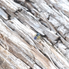 Maratus hesperus at Yaouk, NSW - 18 Oct 2023