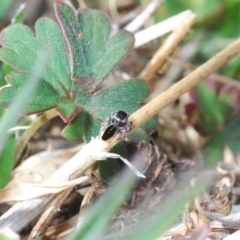 Maratus proszynskii at Yaouk, NSW - 18 Oct 2023