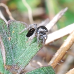 Maratus proszynskii at Yaouk, NSW - 18 Oct 2023