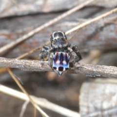Maratus harrisi (Harris's Peacock spider) at suppressed - 18 Oct 2023 by Harrisi