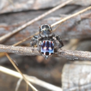 Maratus harrisi at Yaouk, NSW - suppressed