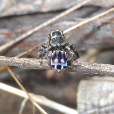 Maratus harrisi (Harris's Peacock spider) at Yaouk, NSW - 18 Oct 2023 by Harrisi