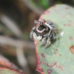 Maratus harrisi at Yaouk, NSW - suppressed