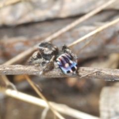 Maratus harrisi at suppressed - 18 Oct 2023