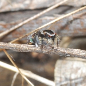 Maratus harrisi at suppressed - 18 Oct 2023