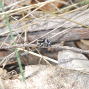 Maratus harrisi at suppressed - 18 Oct 2023