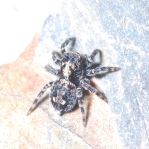 Euophryinae sp.(Undescribed) (subfamily) at Yaouk, NSW - 18 Oct 2023 10:54 PM