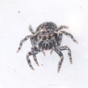 Euophryinae sp.(Undescribed) (subfamily) at Yaouk, NSW - 18 Oct 2023