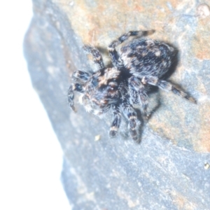 Euophryinae sp.(Undescribed) (subfamily) at Yaouk, NSW - 18 Oct 2023 10:54 PM