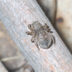 Maratus harrisi (Harris's Peacock spider) at Yaouk, NSW - 18 Oct 2023 by Harrisi