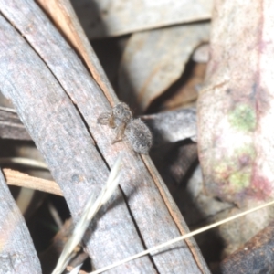 Maratus harrisi at Yaouk, NSW - 18 Oct 2023