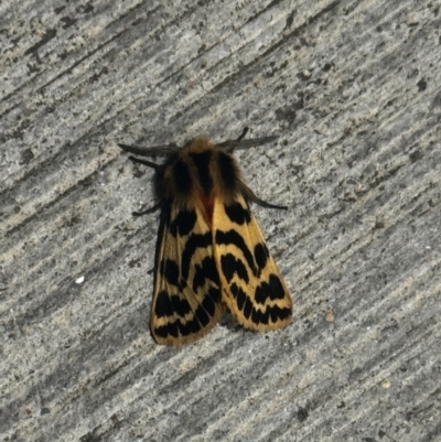 Ardices curvata (Crimson Tiger Moth) at Canberra Airport, ACT - 18 Oct 2023 by FeralGhostbat