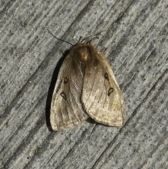 Anthela ocellata (Eyespot Anthelid moth) at Pialligo, ACT - 19 Oct 2023 by FeralGhostbat