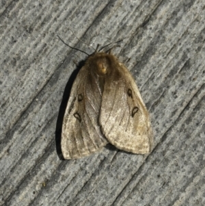 Anthela ocellata at Pialligo, ACT - 19 Oct 2023