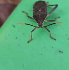 Amorbus sp. (genus) at Evatt, ACT - 18 Oct 2023