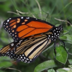 Danaus plexippus (Monarch) at Brisbane City, QLD - 18 Oct 2023 by TimL